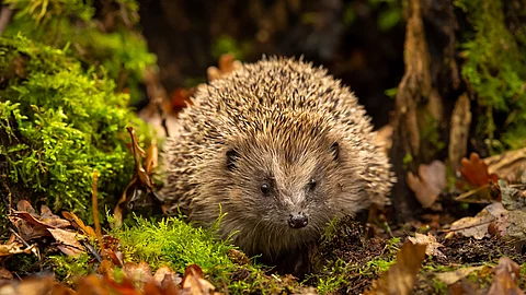 Ein europäischer Igel tarnt sich gut im herbstlichen Laub mitten im Wald.