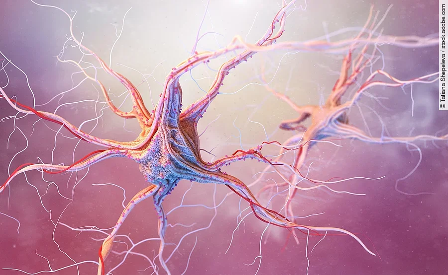 Nervenzellen