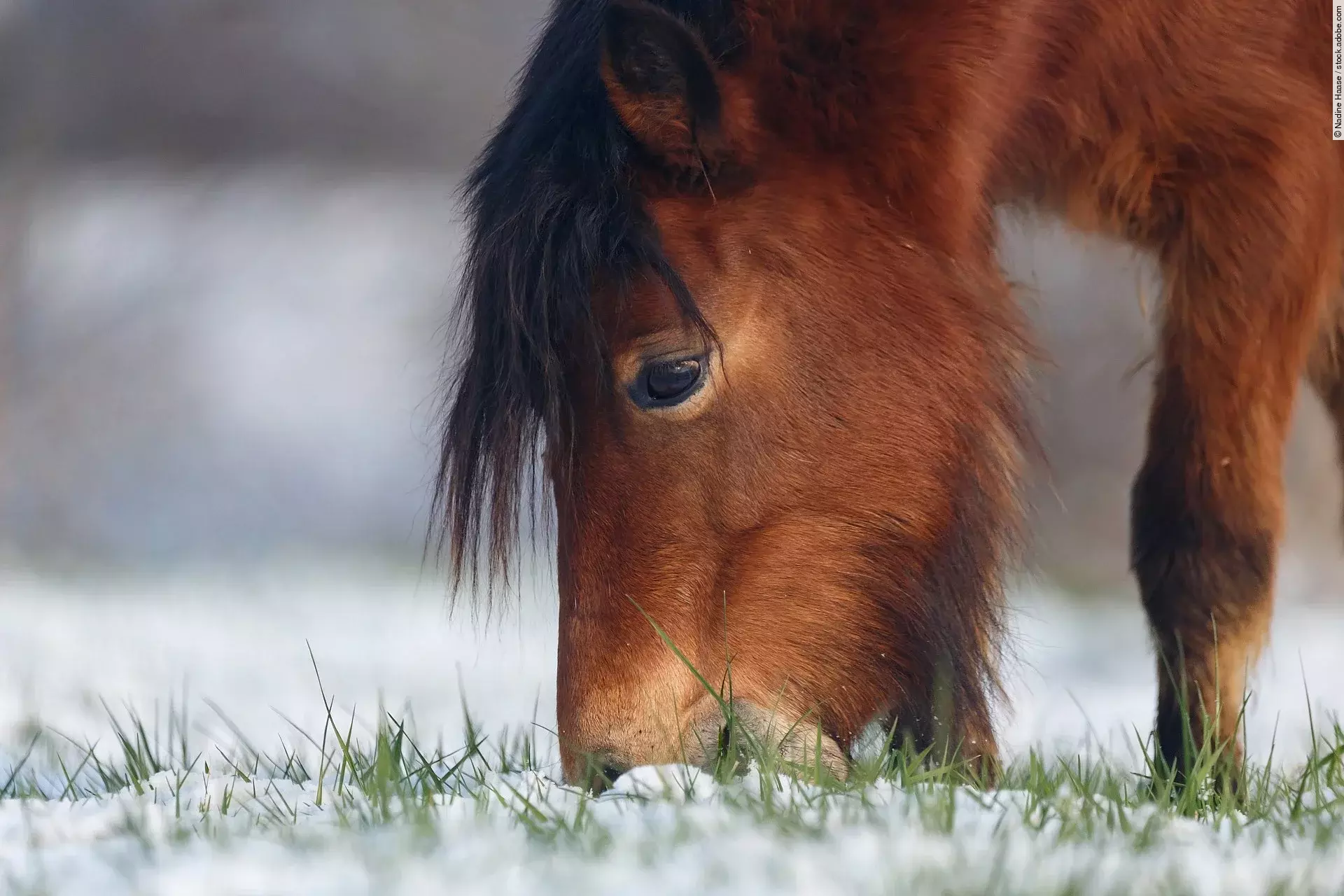 Braunes Pony grast im Schnee.