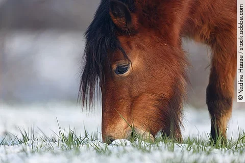 Braunes Pony grast im Schnee.