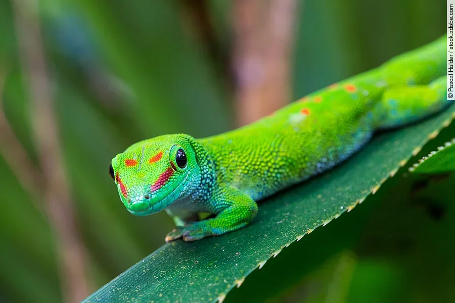 Taggecko in Madagaskar