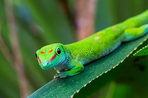 Taggecko in Madagaskar