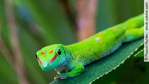 Taggecko in Madagaskar