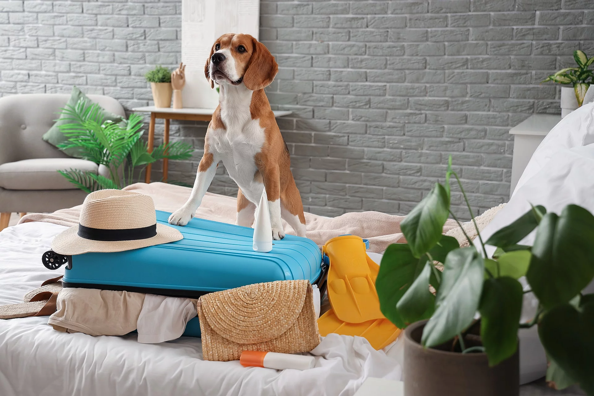 Beagle