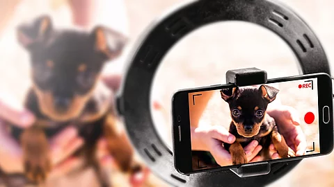 Ein Welpe wird mit einem Handy gefilmt.