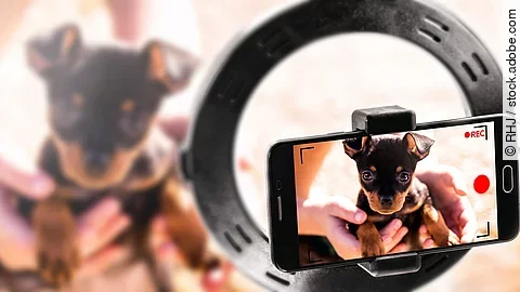 Ein Welpe wird mit einem Handy gefilmt.