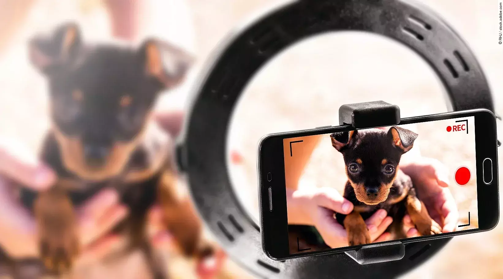 Ein Welpe wird mit einem Handy gefilmt.