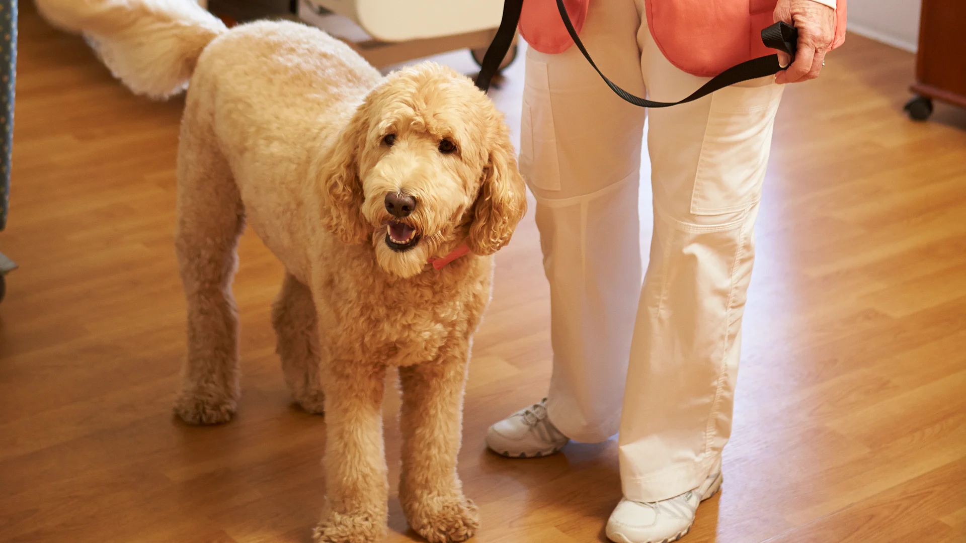 Portrait Of Pet Therapy Dog Visiting Female Patient In Hospital
