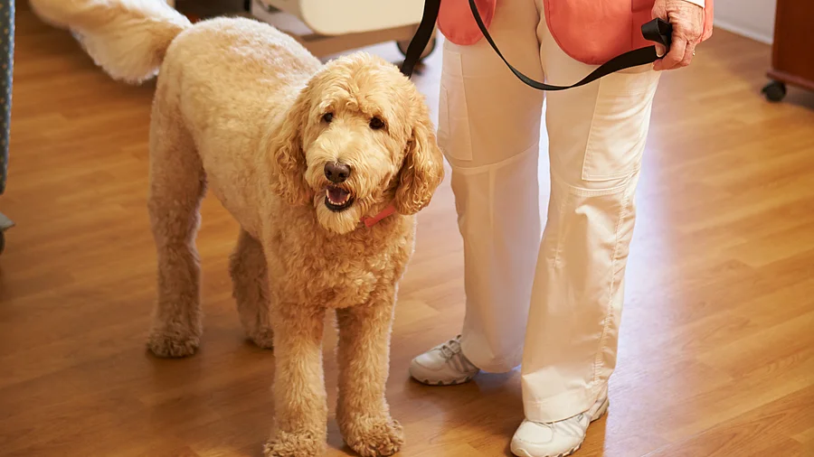 Portrait Of Pet Therapy Dog Visiting Female Patient In Hospital
