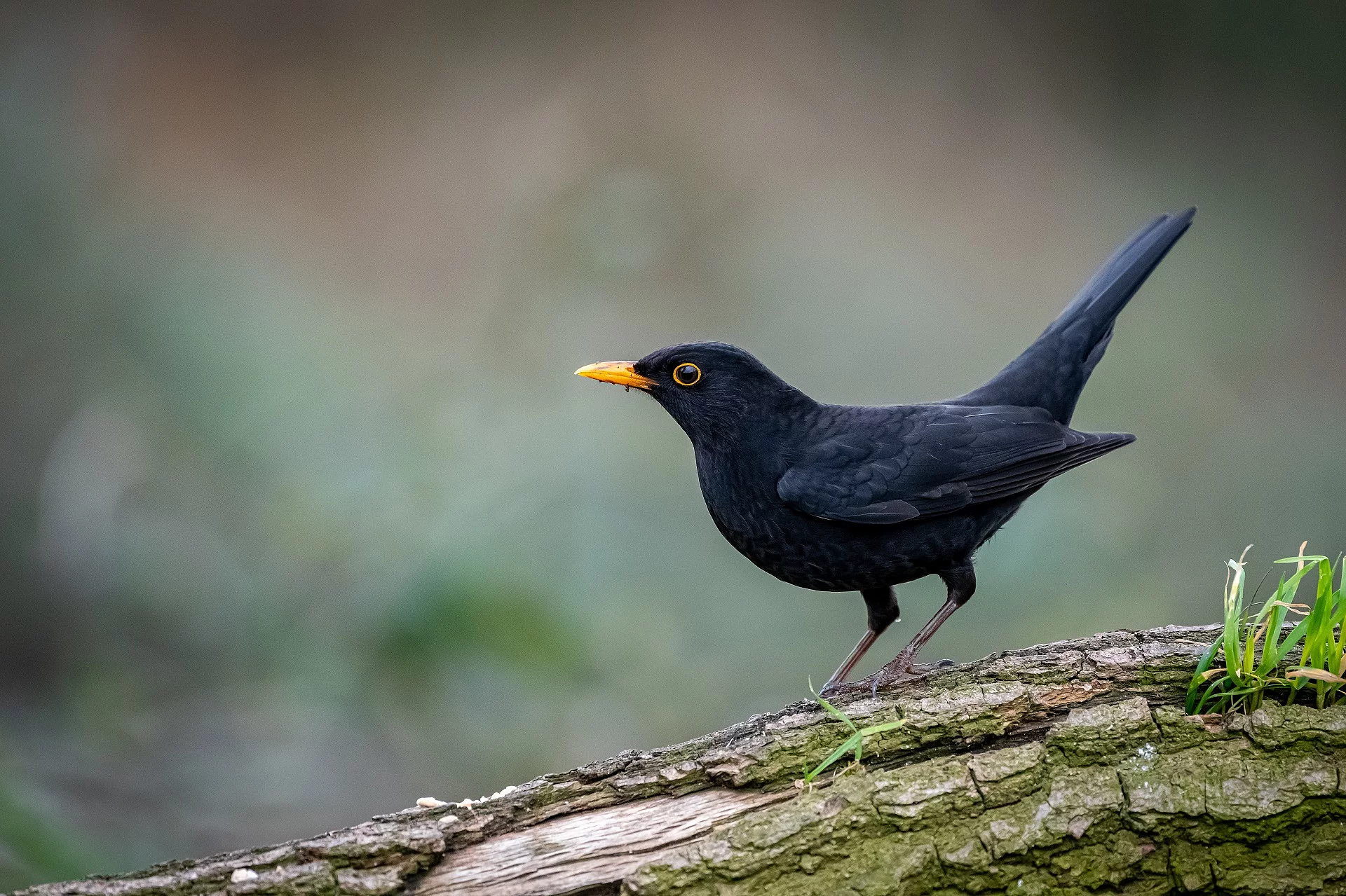 Eine Amsel sitzt auf einem Baumstamm.