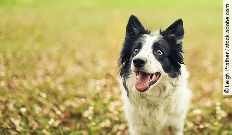 Schwarz-weißer Bordercollie