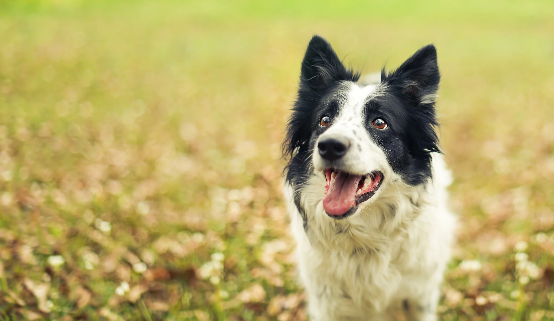 Schwarz-weißer Bordercollie