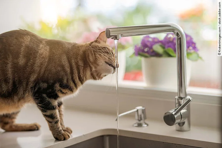 Beautiful short hair cat drinking water from the tap at the kitc