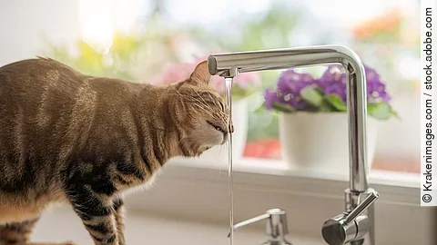 Beautiful short hair cat drinking water from the tap at the kitc