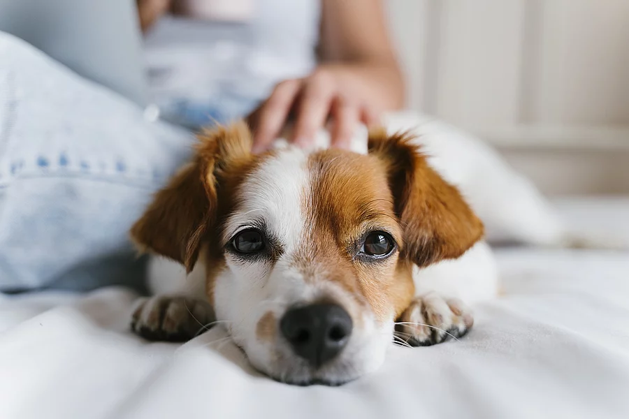 Welpe mit traurigem Blick wird im Bett liegend vom Frauchen am Kopf gestreichelt