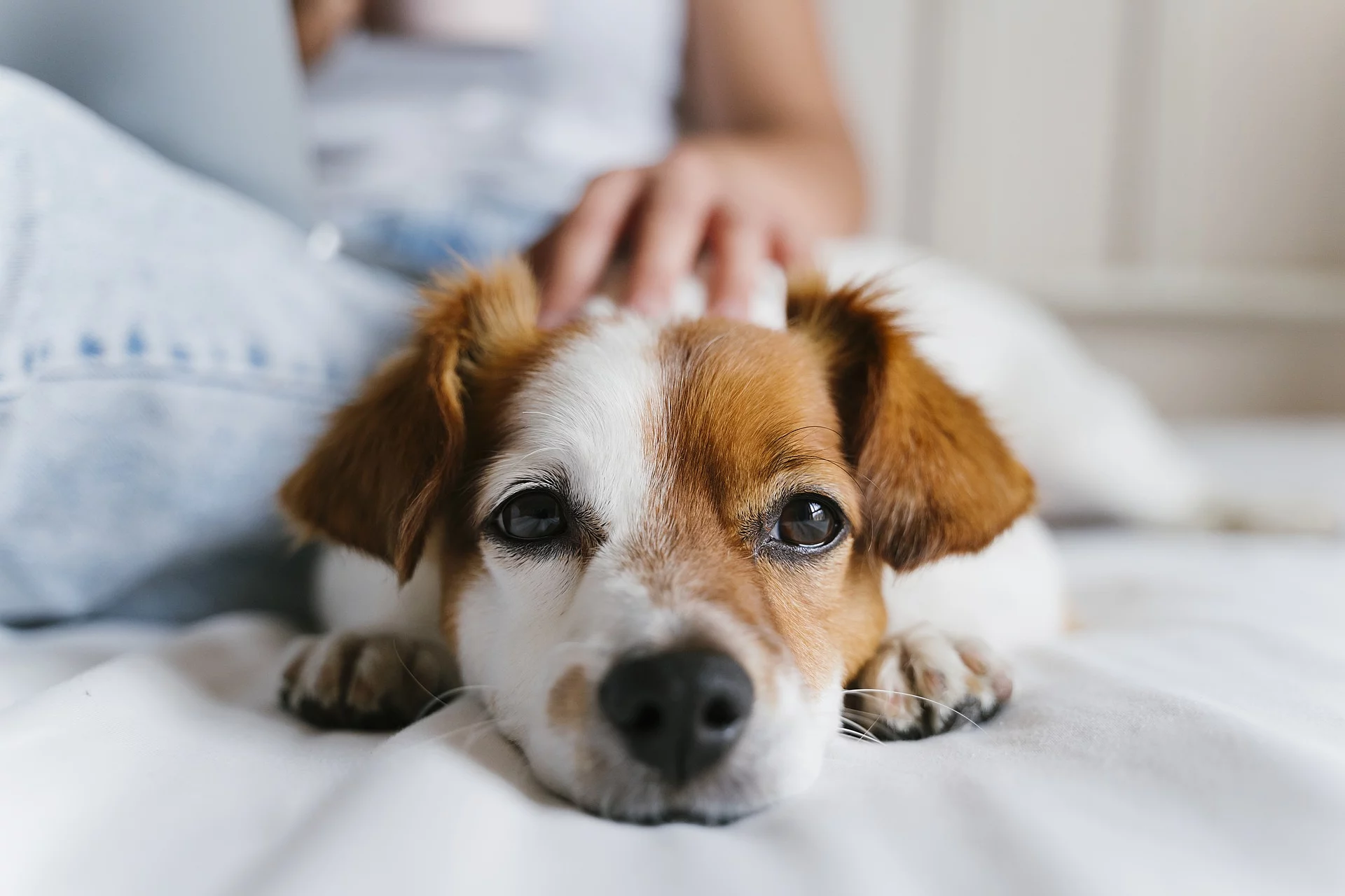 Welpe mit traurigem Blick wird im Bett liegend vom Frauchen am Kopf gestreichelt