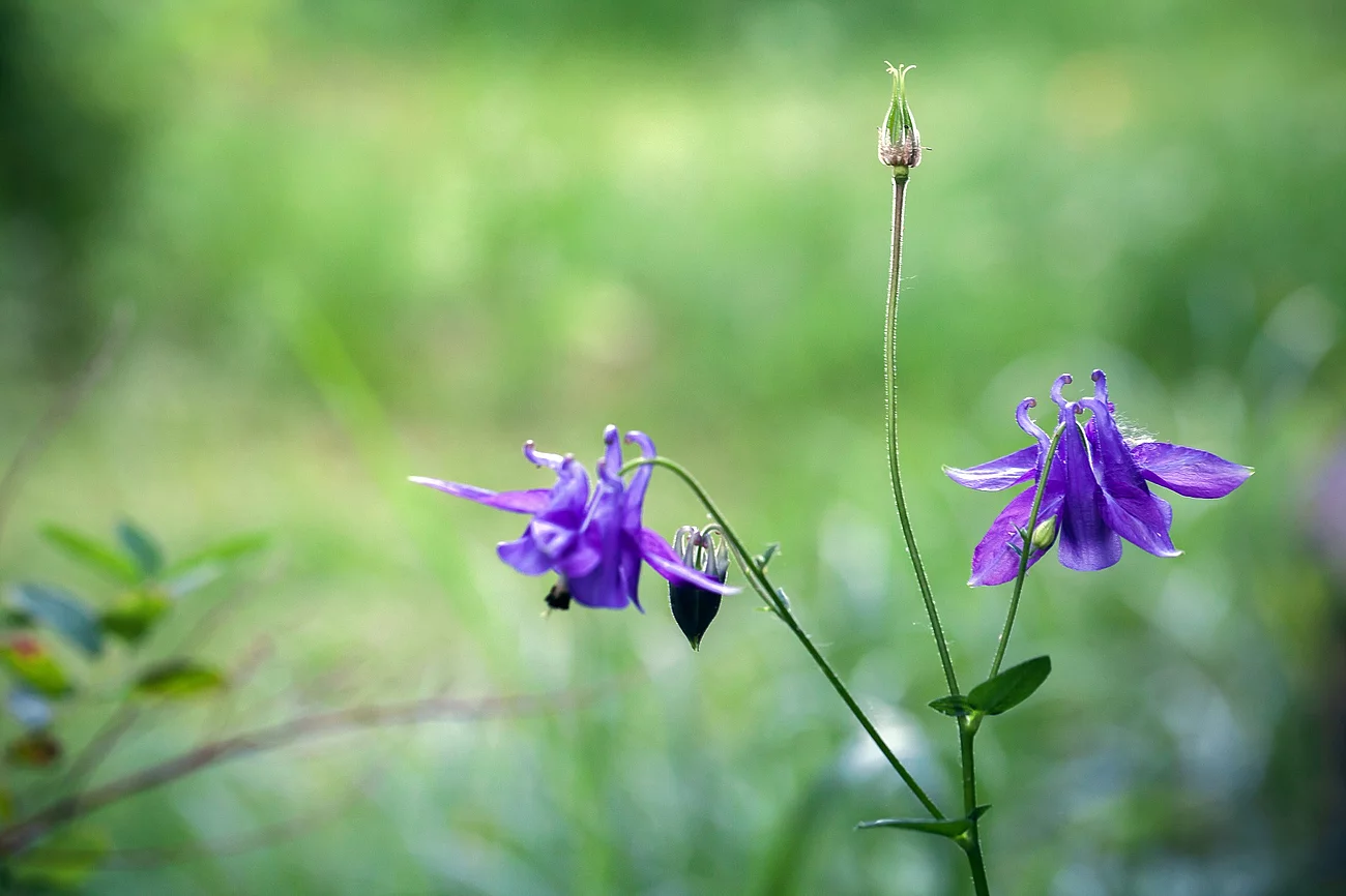 Flowers of the Aquilegia vulgaris Bild von einer Akelei.