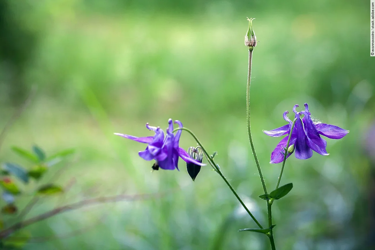 Bild von einer Akelei.