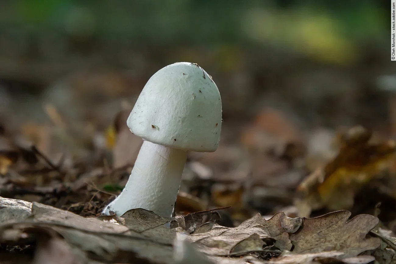 Der Todesengel, Amanita virosa, hat einen eiförmigen Pilzkopf und wächst im Wald.