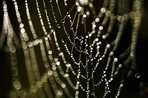Spinnennetz