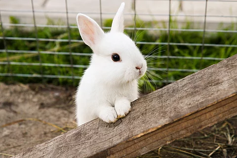 Weißes Kaninchen im Außengehege. 