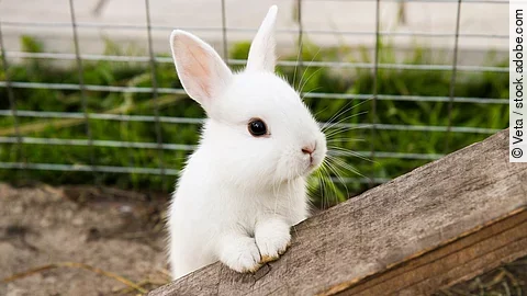 Weißes Kaninchen im Außengehege. 