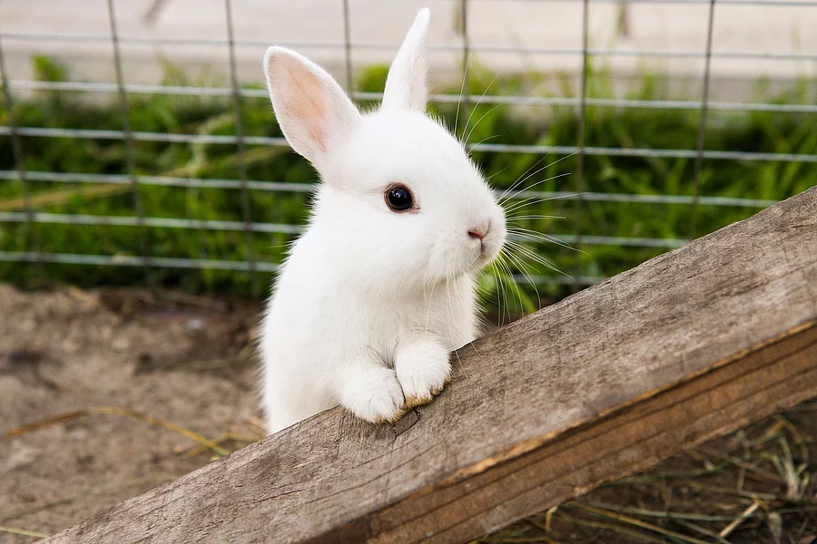 Weißes Kaninchen im Außengehege.