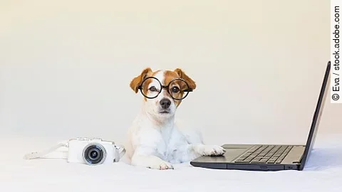 cute young small dog sitting on bed and working on laptop. Weari
