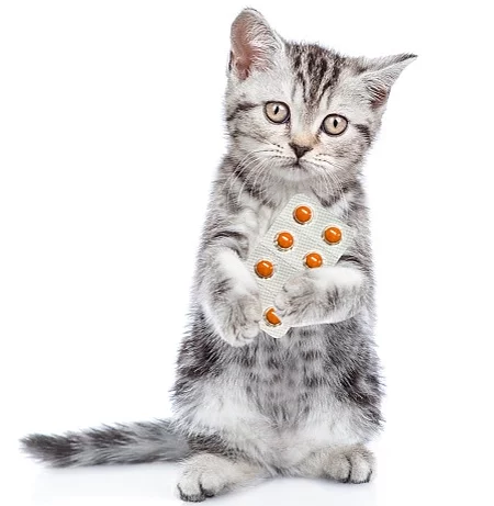 Kitten stands on hind legs, holds pills and looks at camera. iso