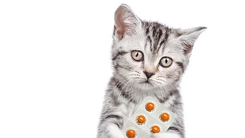 Kitten stands on hind legs, holds pills and looks at camera. iso