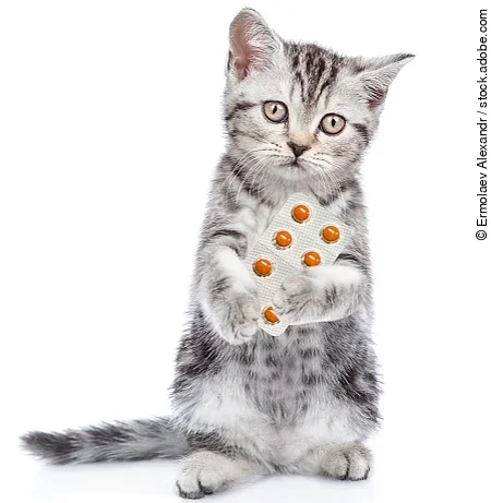 Kitten stands on hind legs, holds pills and looks at camera. iso