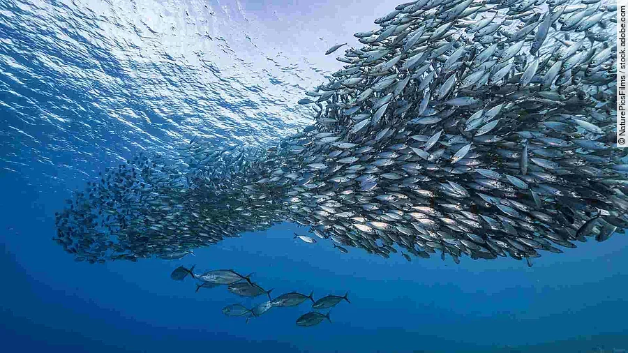 Bait ball / school of fish in turquoise water of coral reef in C
