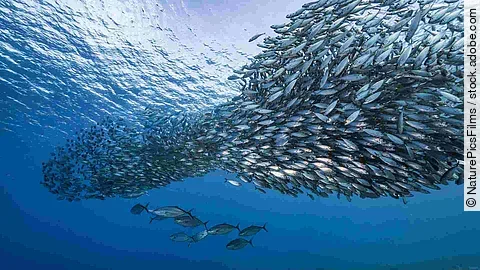 Bait ball / school of fish in turquoise water of coral reef in C