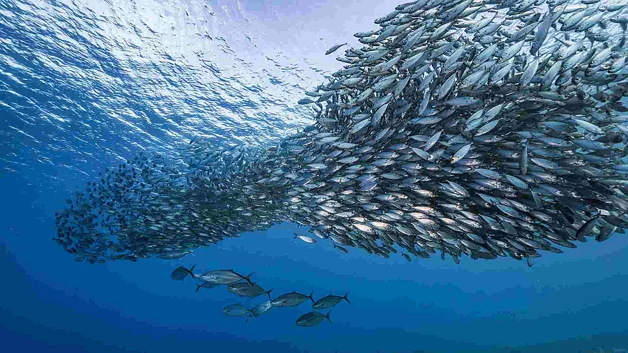 Bait ball / school of fish in turquoise water of coral reef in C