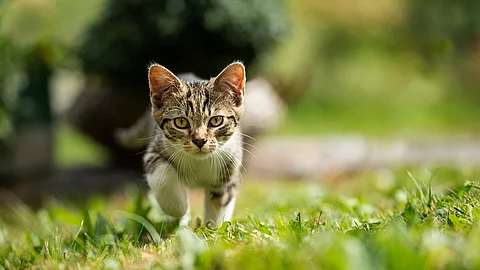Eine Katze läuft über einen Rasen.