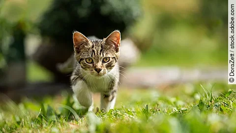 Eine Katze läuft über einen Rasen.