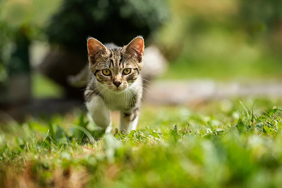 Eine Katze läuft über einen Rasen.