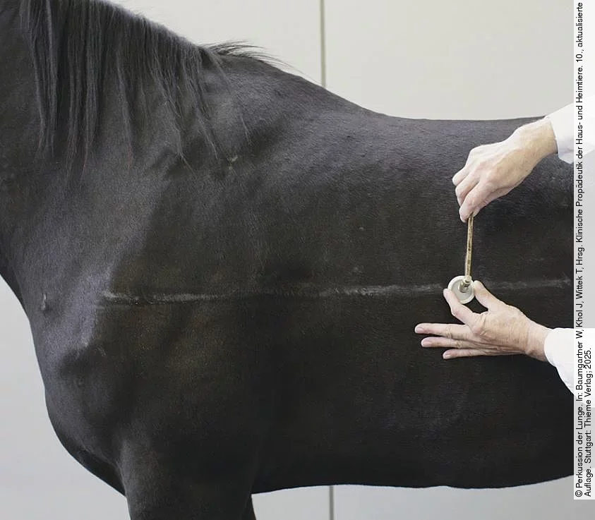 Perkussion der Lungengrenze