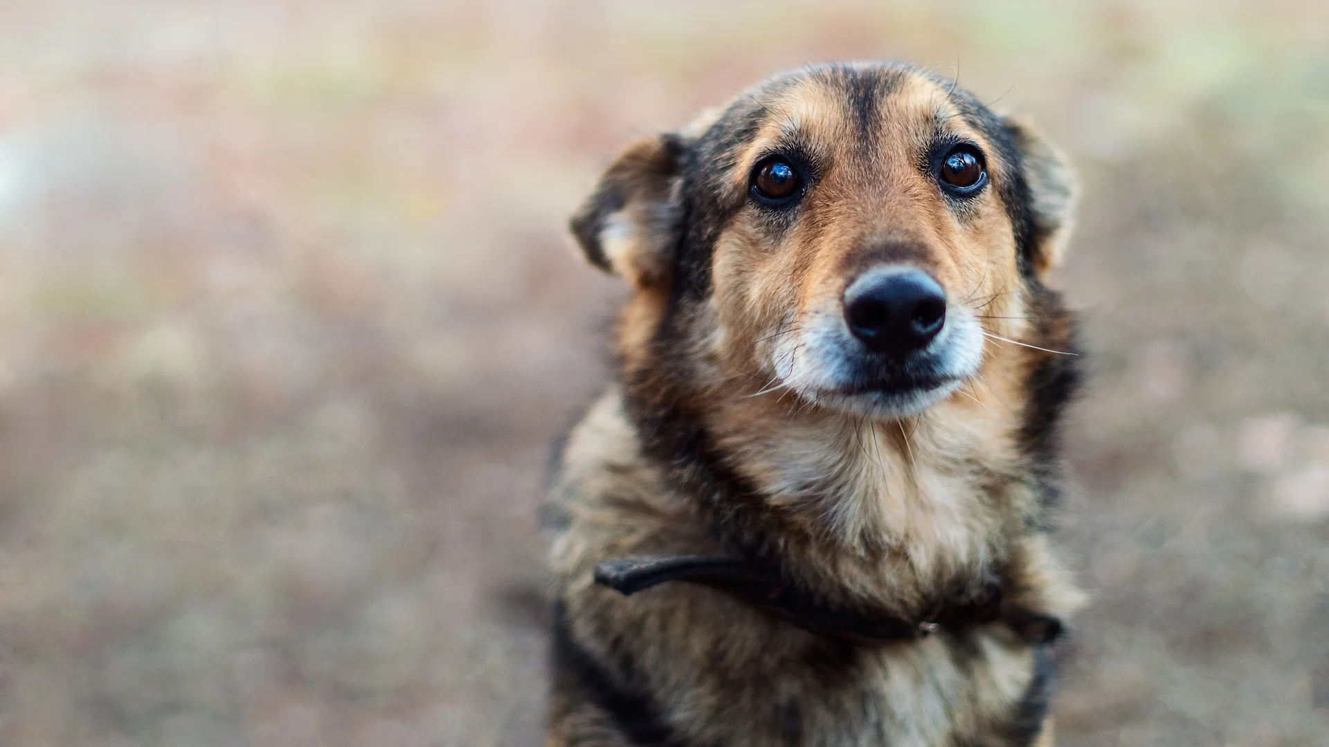 Ein brauner Mischlingshund sitzt draußen und schaut skeptisch in die Kamera.