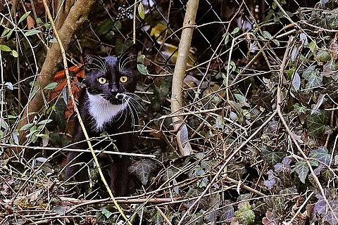 Katze im Garten.