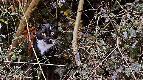 Katze im Garten.