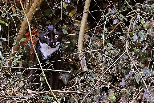 Katze im Garten.
