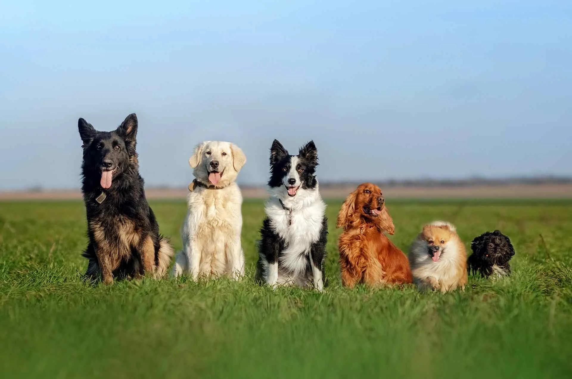 funny walk with dogs portrait many dogs German shepherd, retriev