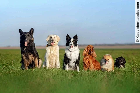 funny walk with dogs portrait many dogs German shepherd, retriev