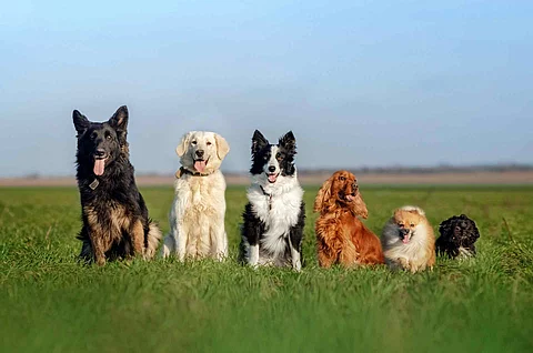 funny walk with dogs portrait many dogs German shepherd, retriev