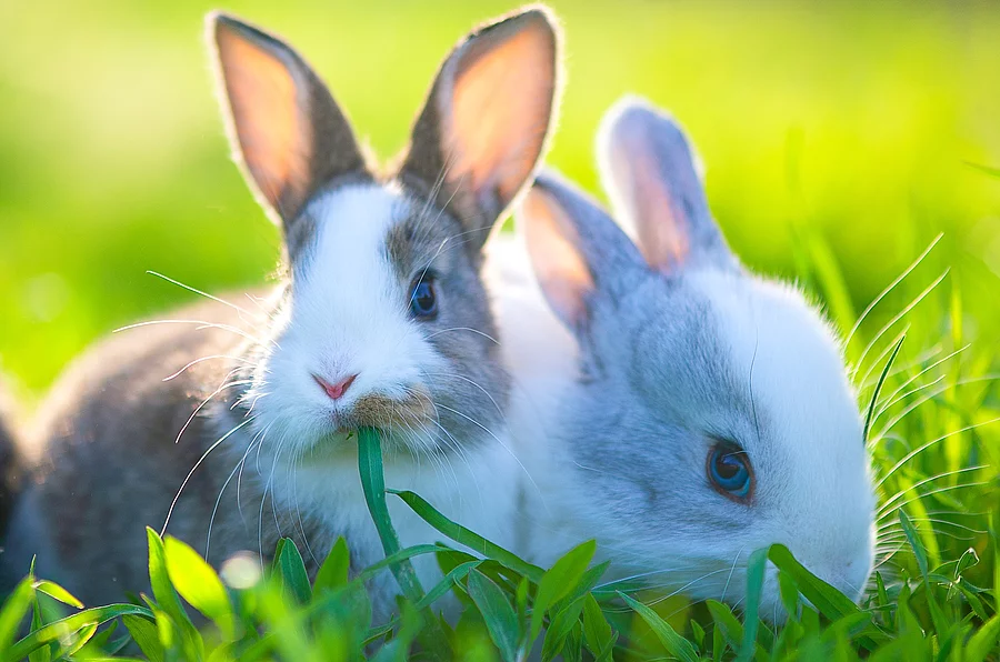 Zwei kleine Kaninchen sitzen im grünen Gras nebeneinander. Beide haben ihre langen Ohren aufgestellt und grau-weißes Fell.