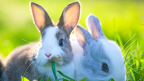 Zwei kleine Kaninchen sitzen im grünen Gras nebeneinander. Beide haben ihre langen Ohren aufgestellt und grau-weißes Fell.