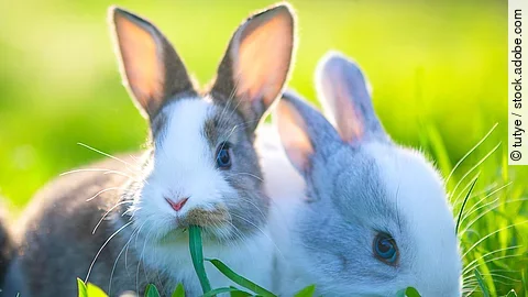 Zwei kleine Kaninchen sitzen im grünen Gras nebeneinander. Beide haben ihre langen Ohren aufgestellt und grau-weißes Fell.