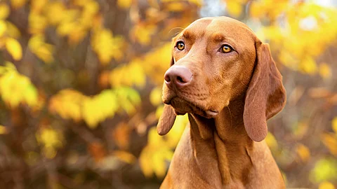 Ein brauner Magyar Viszla mit langen Schlappohren sitzt vor einer herbstlichen Hecke.