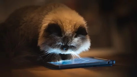 Katze, die auf ein erleuchtetes Smartphone schaut.
